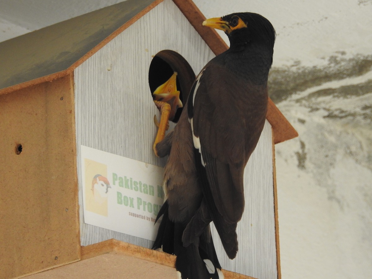 Common Myna - ML638705436