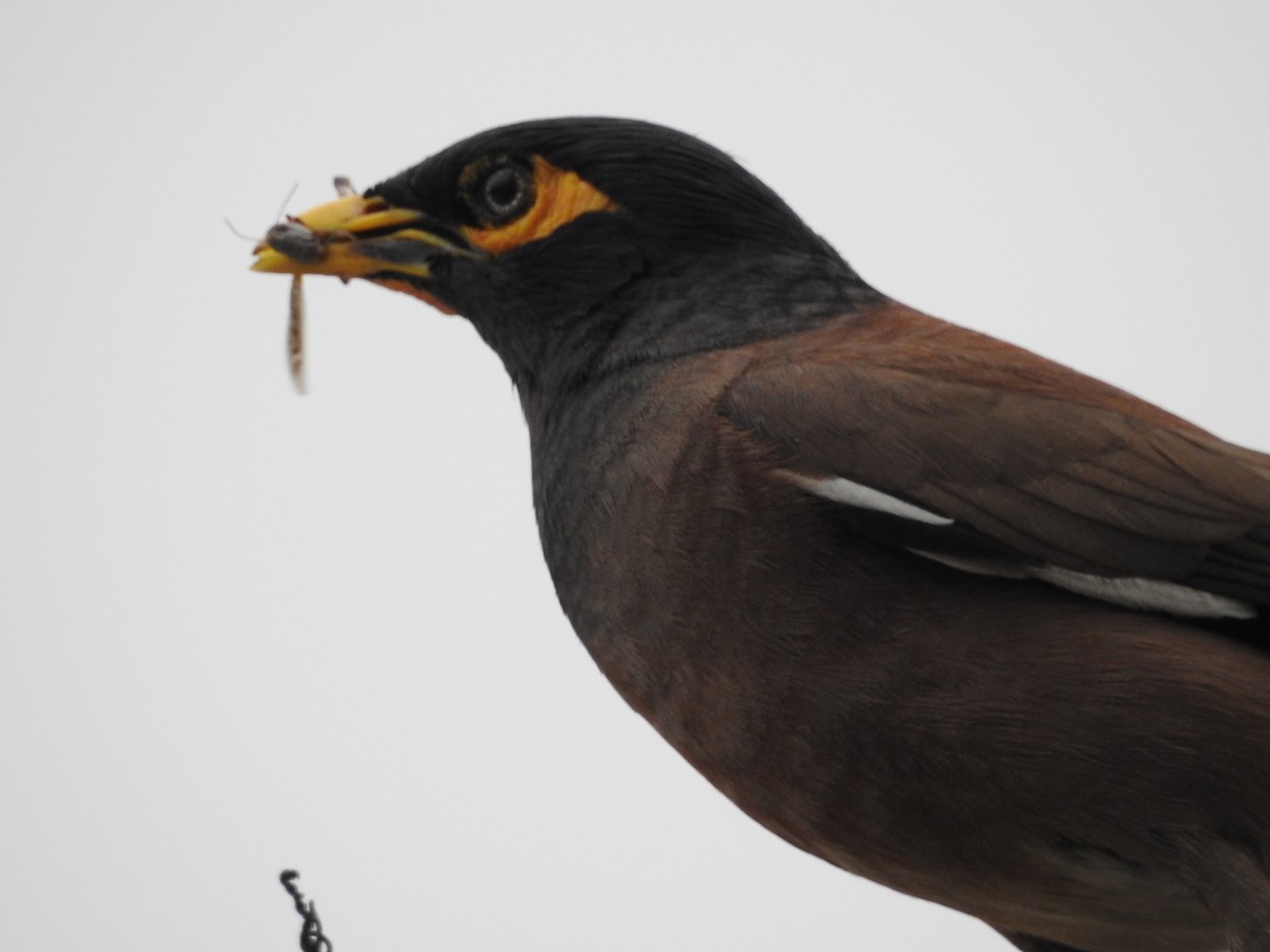Common Myna - ML638705441