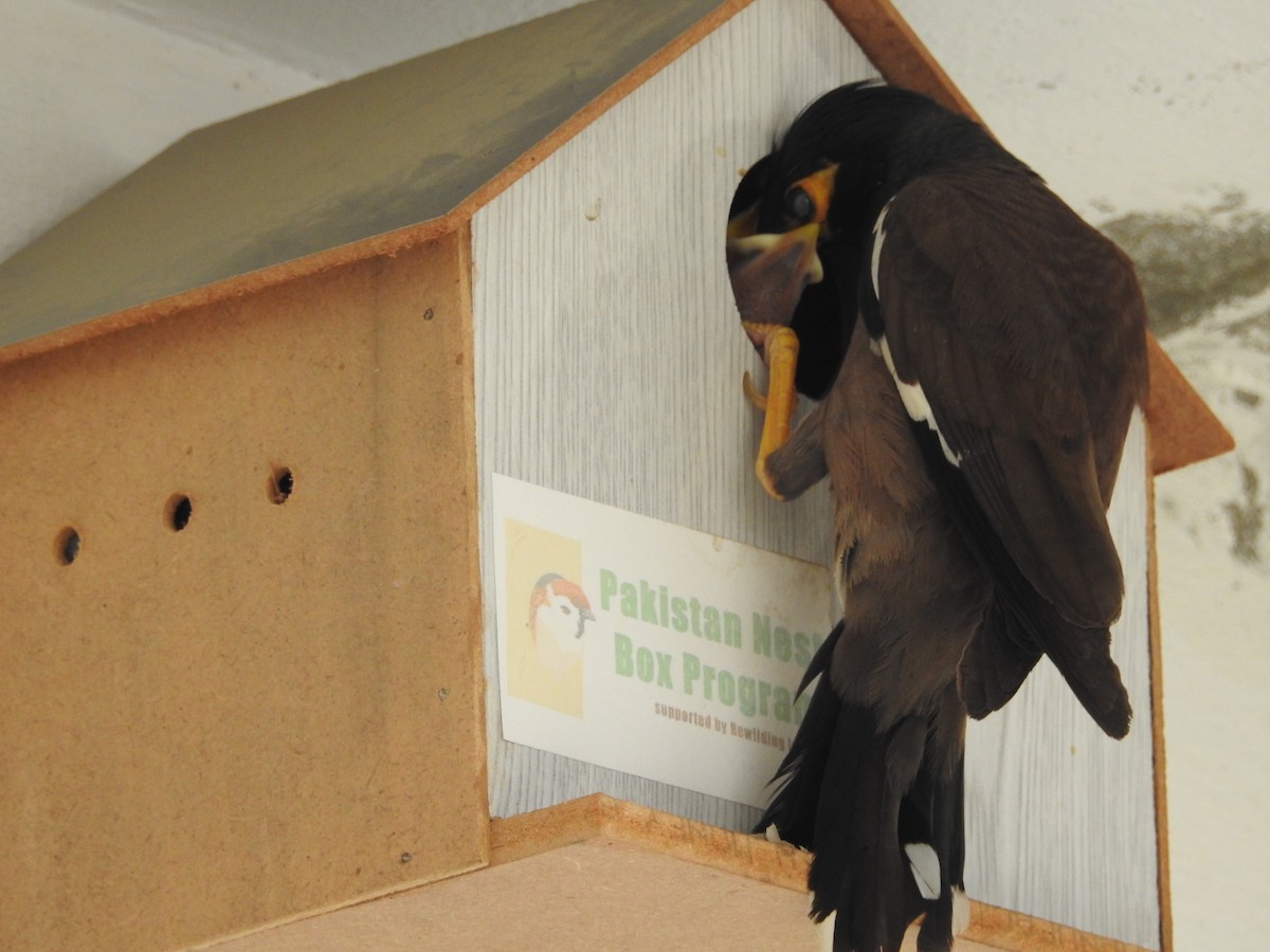 Common Myna - ML638705449