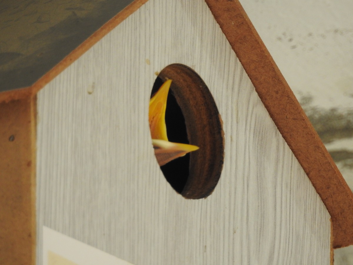 Common Myna - ML638705450