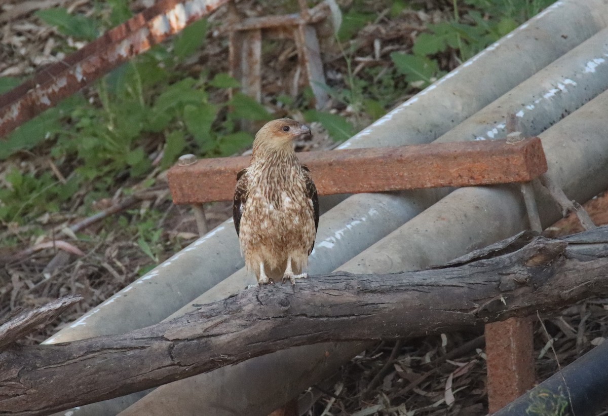 Whistling Kite - ML638705455
