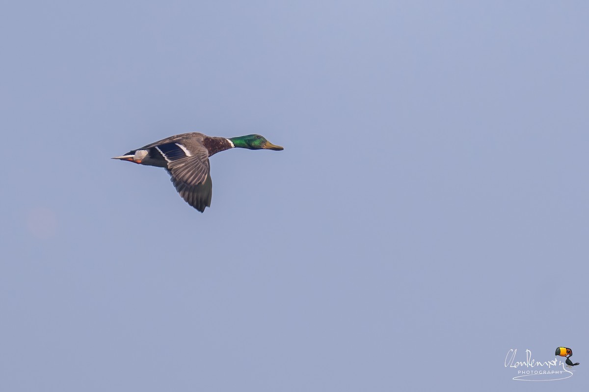 Mallard - ML638705457