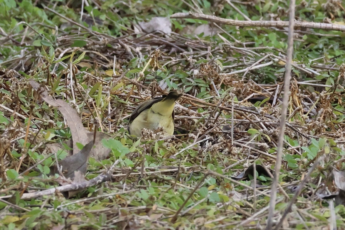 Yellow-rumped Thornbill - ML638705458