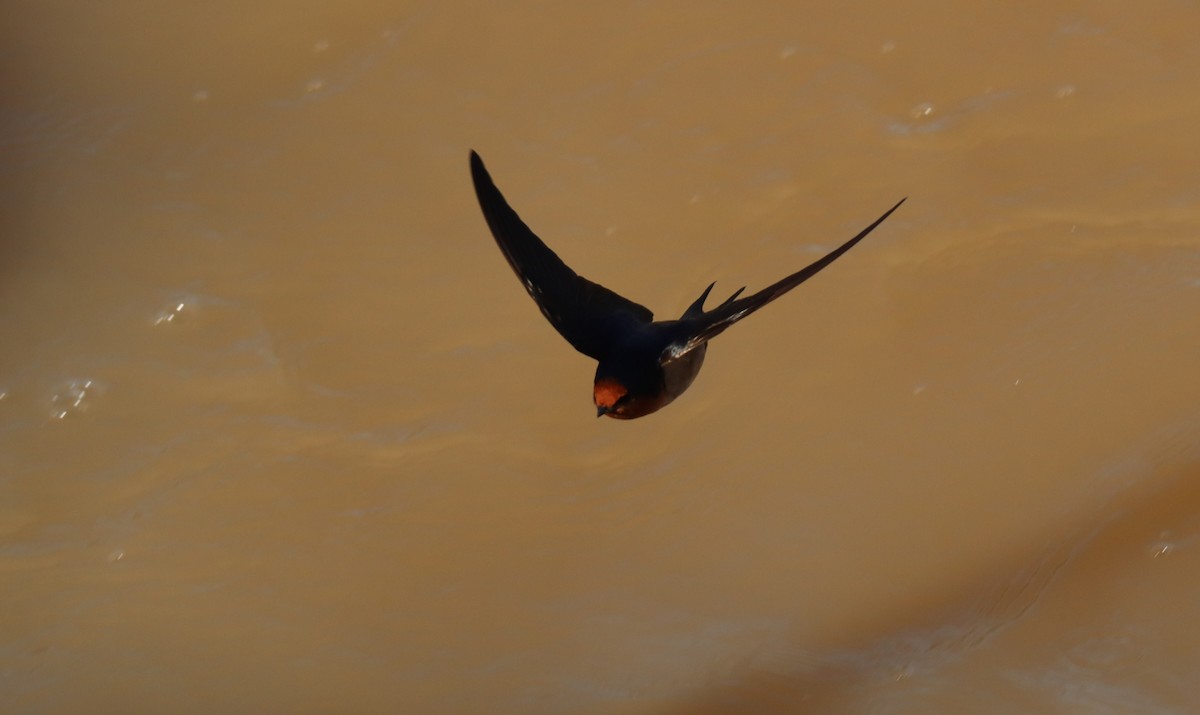 Welcome Swallow - ML638705459