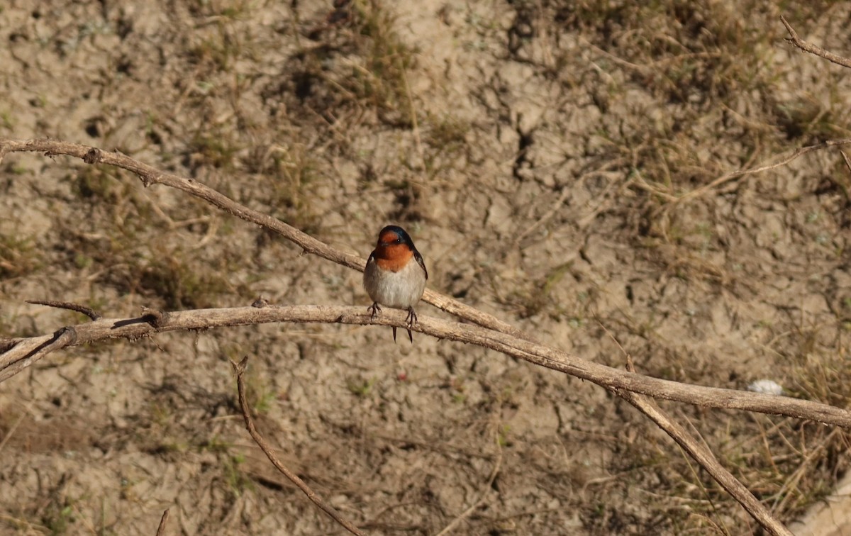 Welcome Swallow - ML638705460