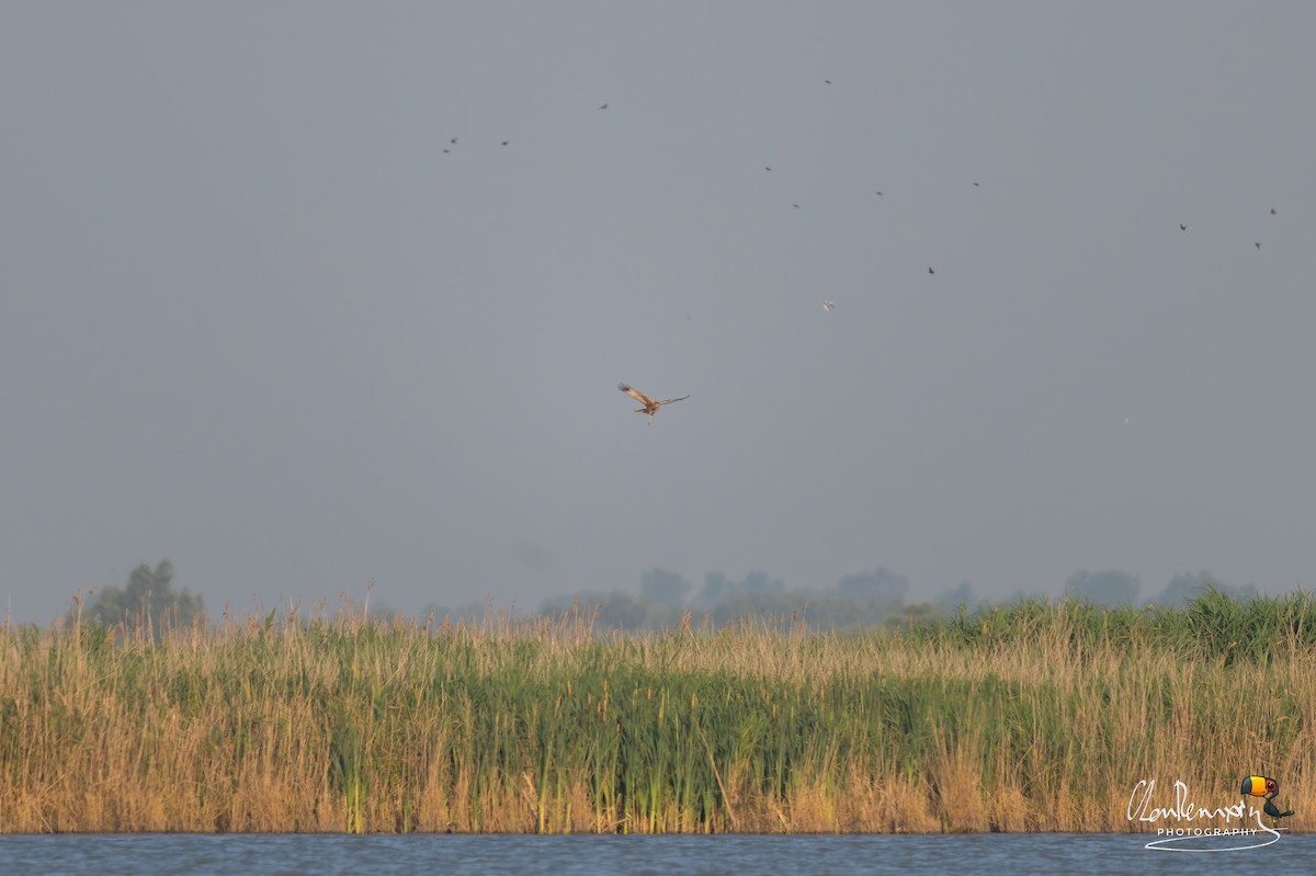 Western Marsh Harrier - ML638705461