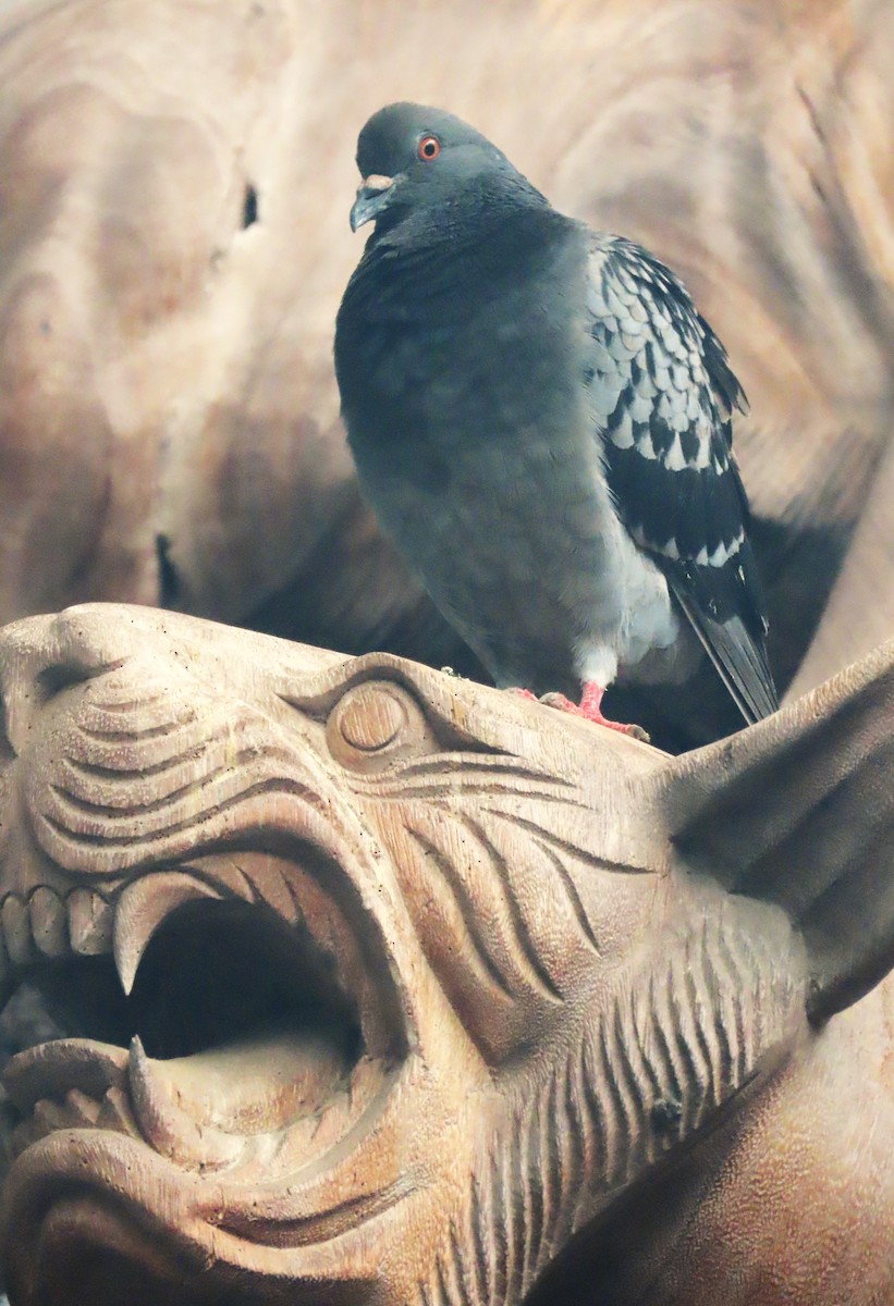 Rock Pigeon (Feral Pigeon) - ML638705465