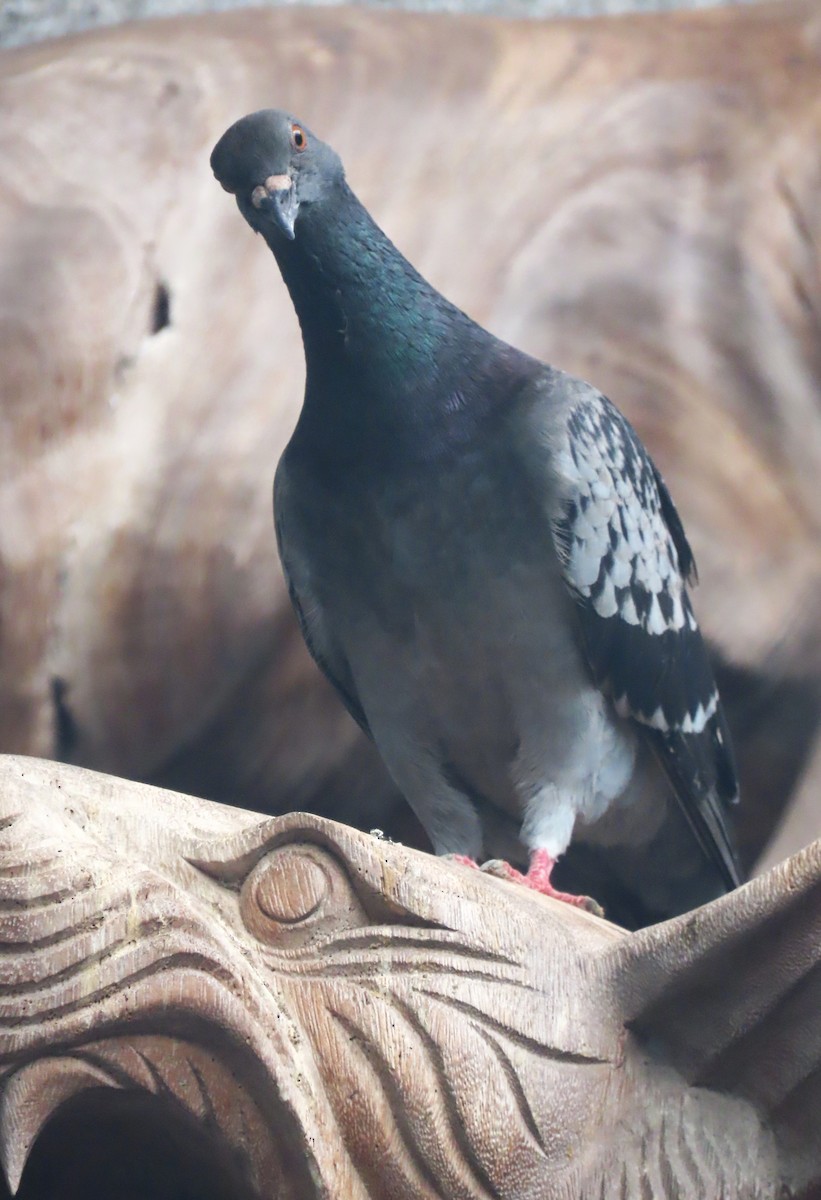 Rock Pigeon (Feral Pigeon) - ML638705466