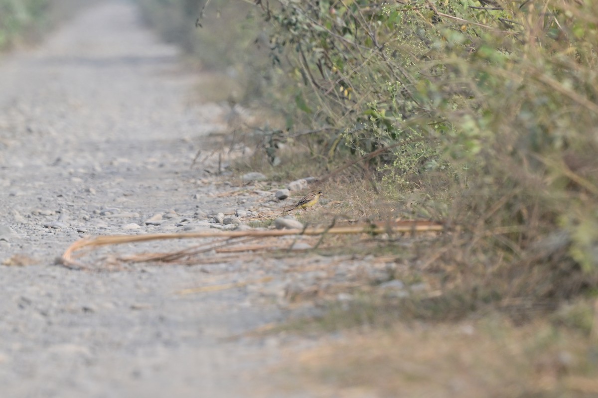 Baya Weaver - ML638705468