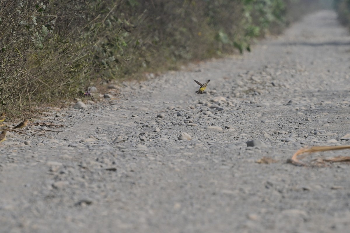 Baya Weaver - ML638705470