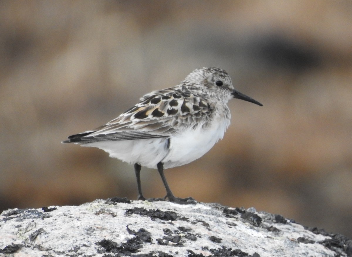 Baird's Sandpiper - ML638705471
