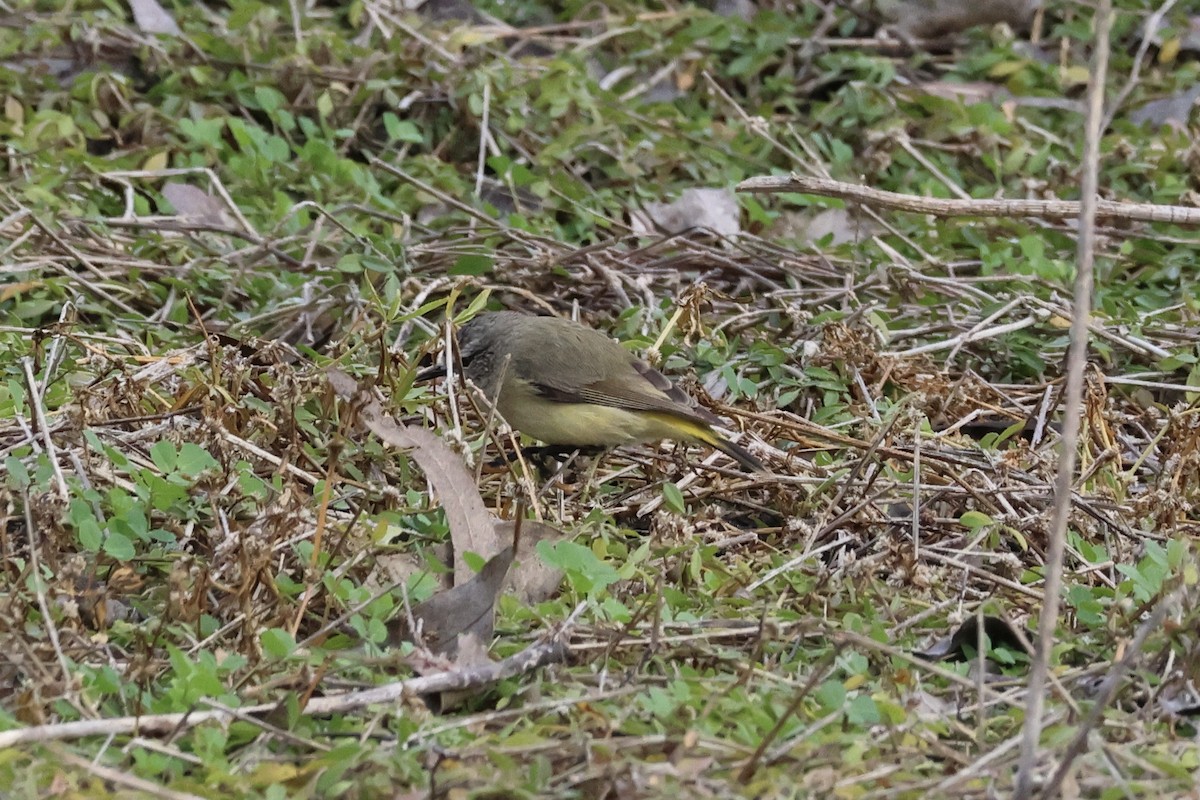 Yellow-rumped Thornbill - ML638705472
