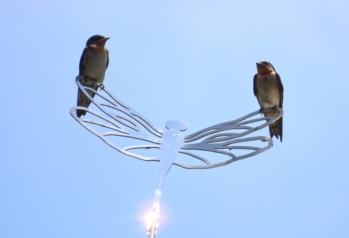 Pacific Swallow - ML638705473