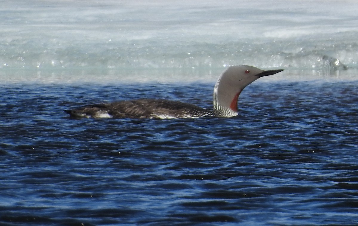 Red-throated Loon - ML638705476