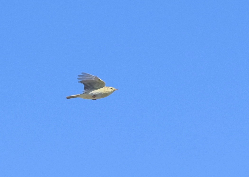 Willow Warbler - ML638705478