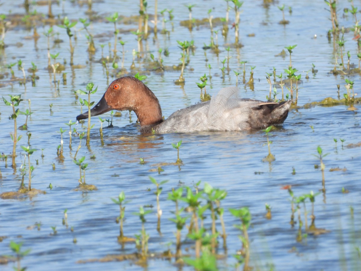 Common Pochard - ML638705479