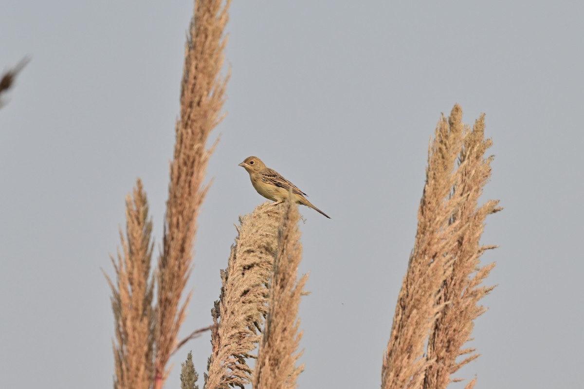 Baya Weaver - ML638705480