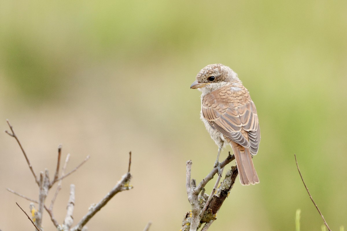 Red-backed Shrike - ML638705570