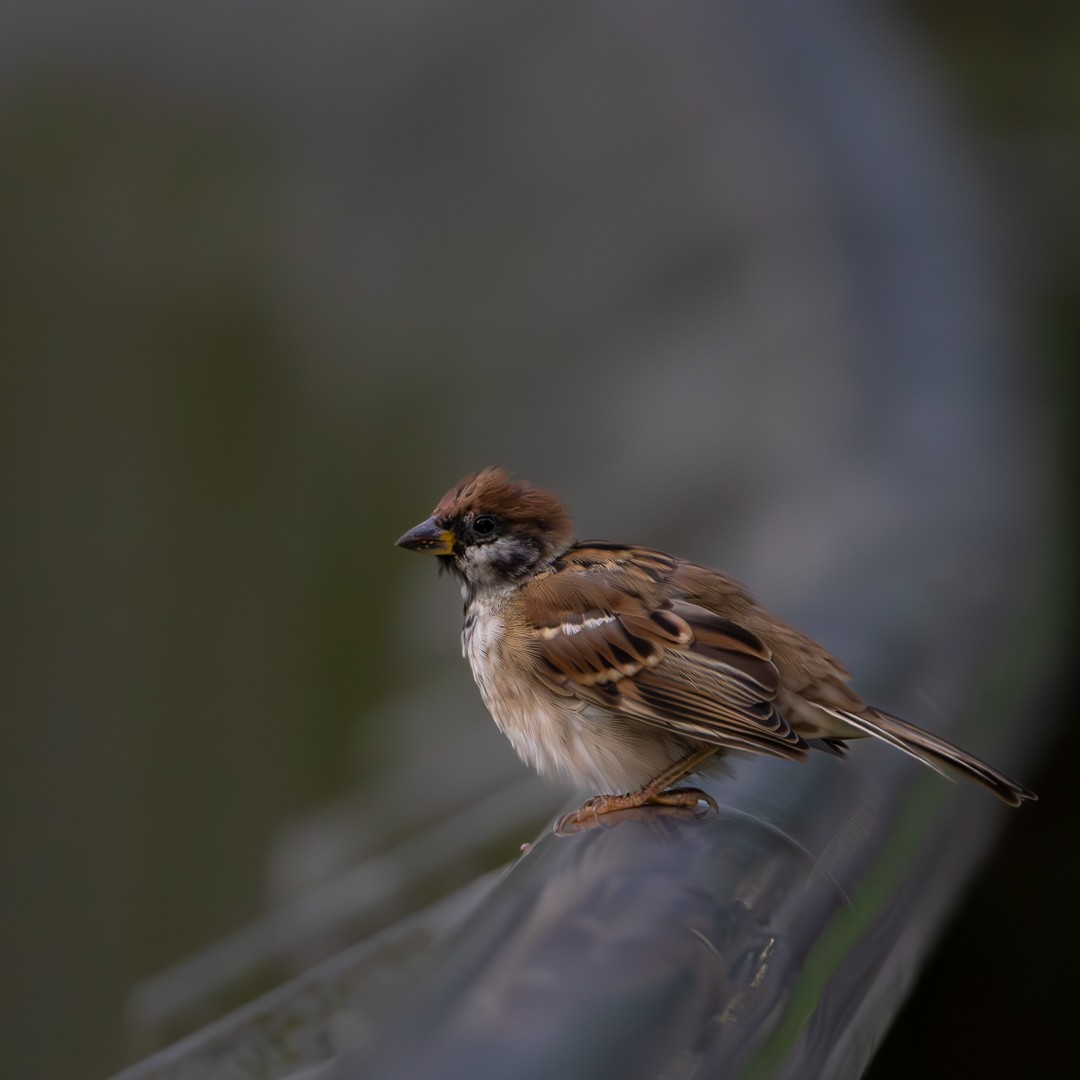 Eurasian Tree Sparrow - ML638705632