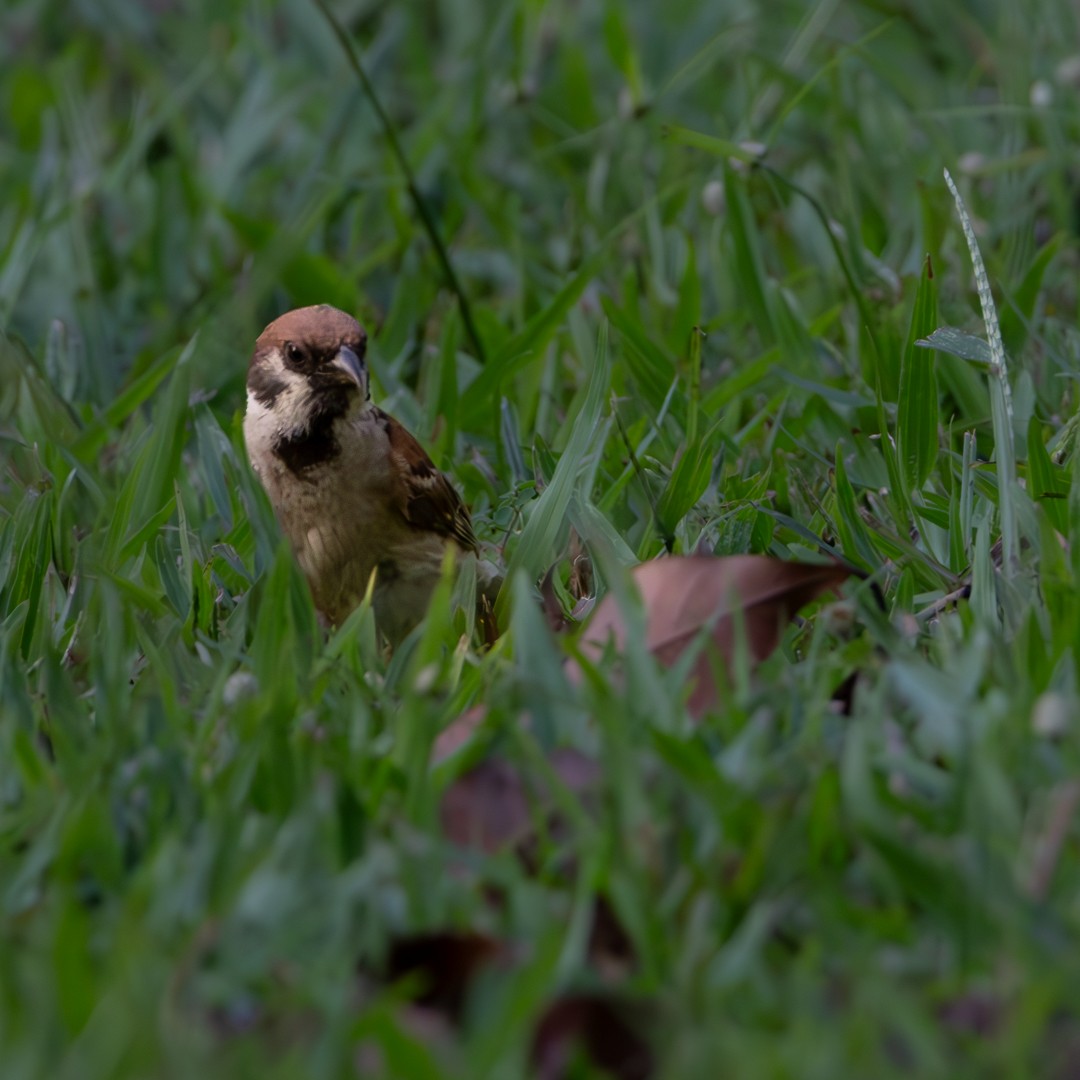 Eurasian Tree Sparrow - ML638705636