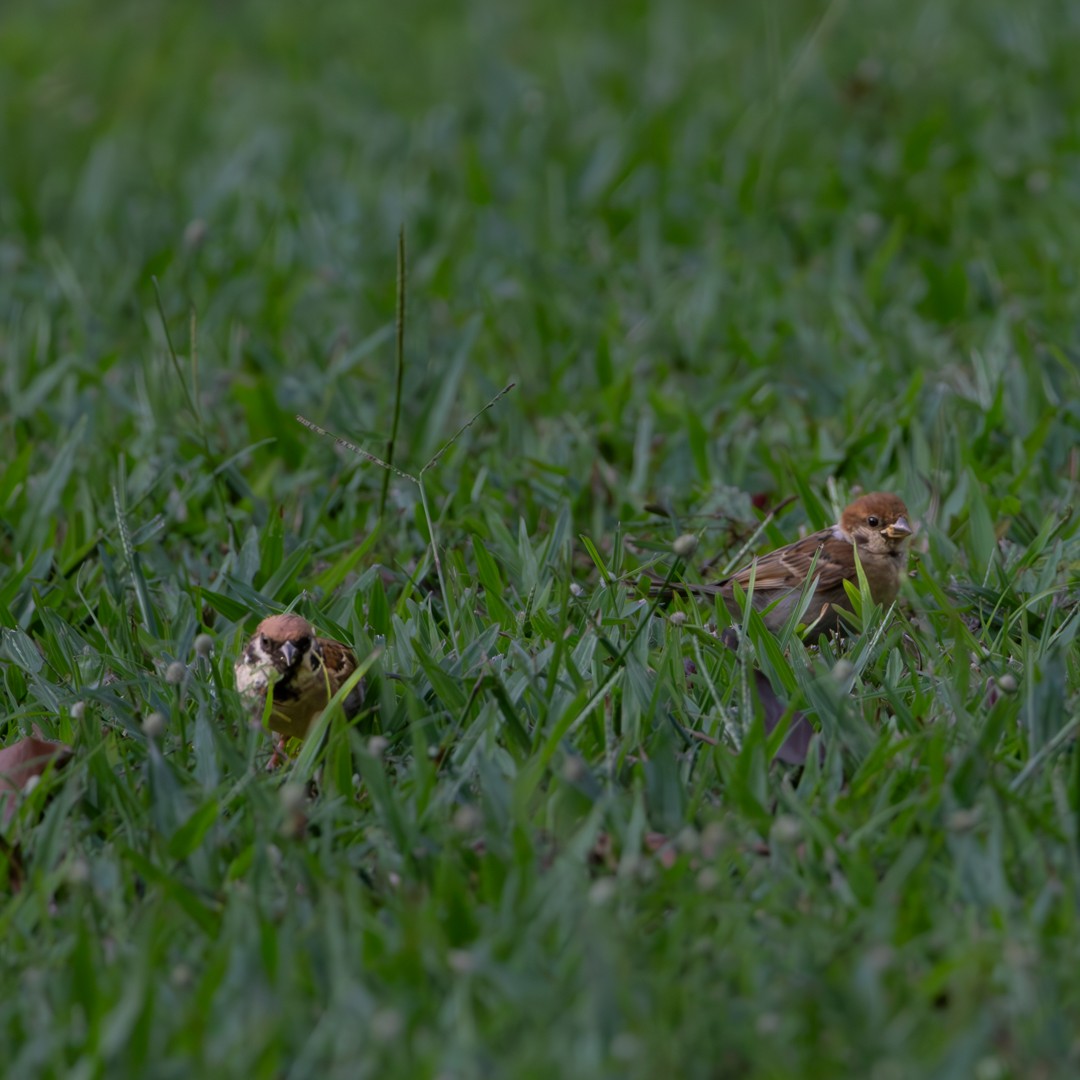 Eurasian Tree Sparrow - ML638705637