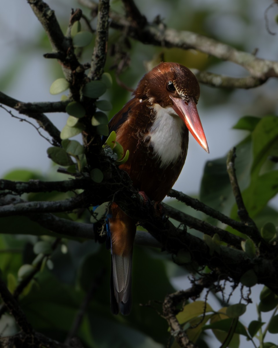 White-throated Kingfisher - ML638705644