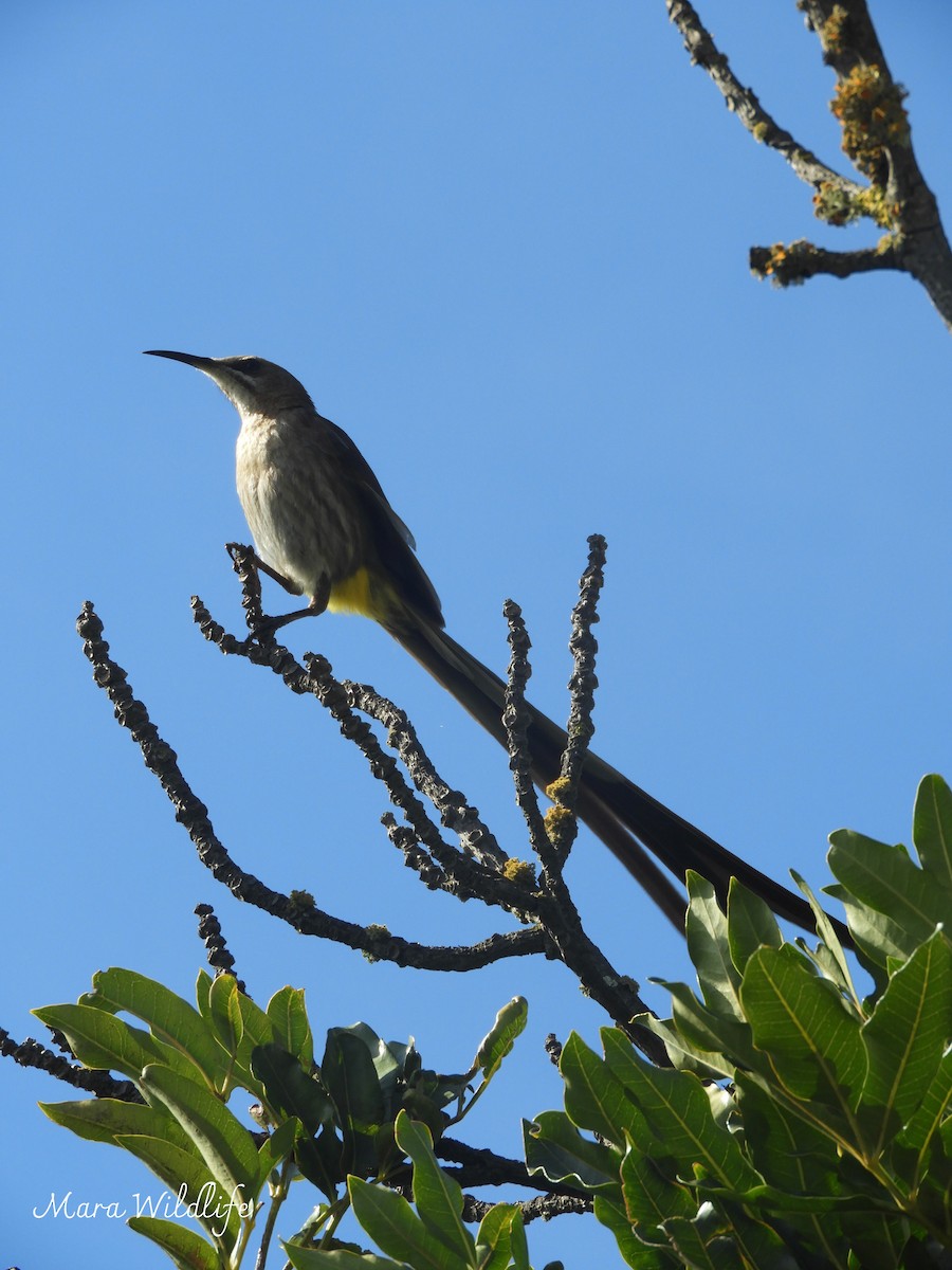 Cape Sugarbird - ML638705708