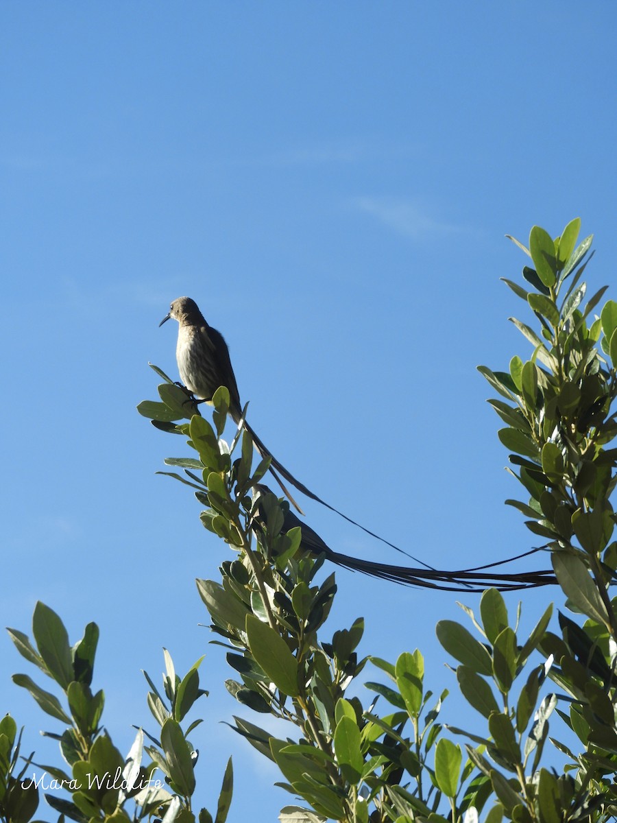Cape Sugarbird - ML638705709