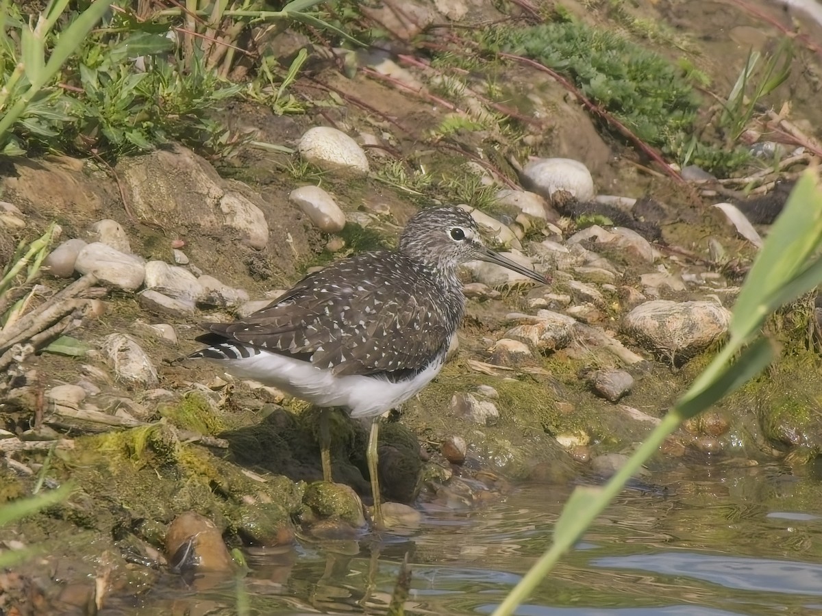 Green Sandpiper - ML638705728