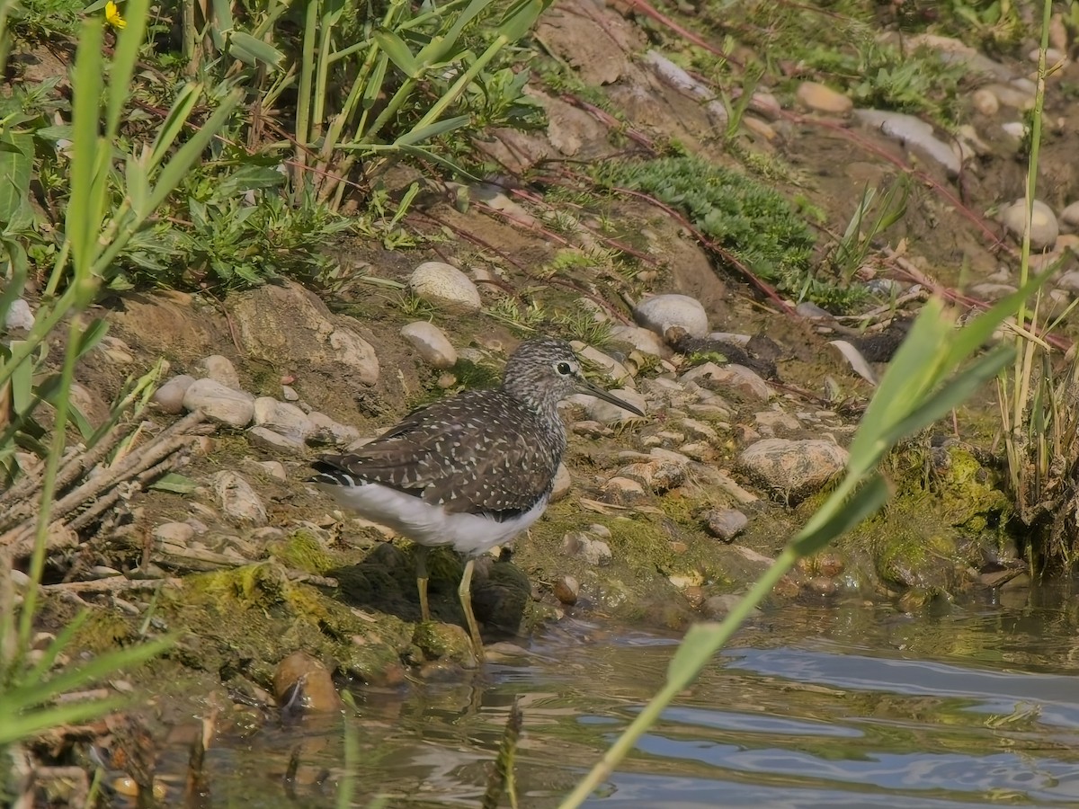 Green Sandpiper - ML638705729