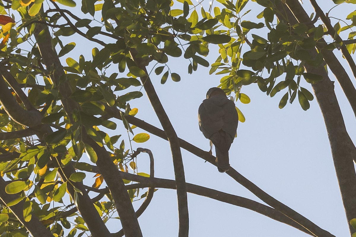 Collared Sparrowhawk - ML638705745