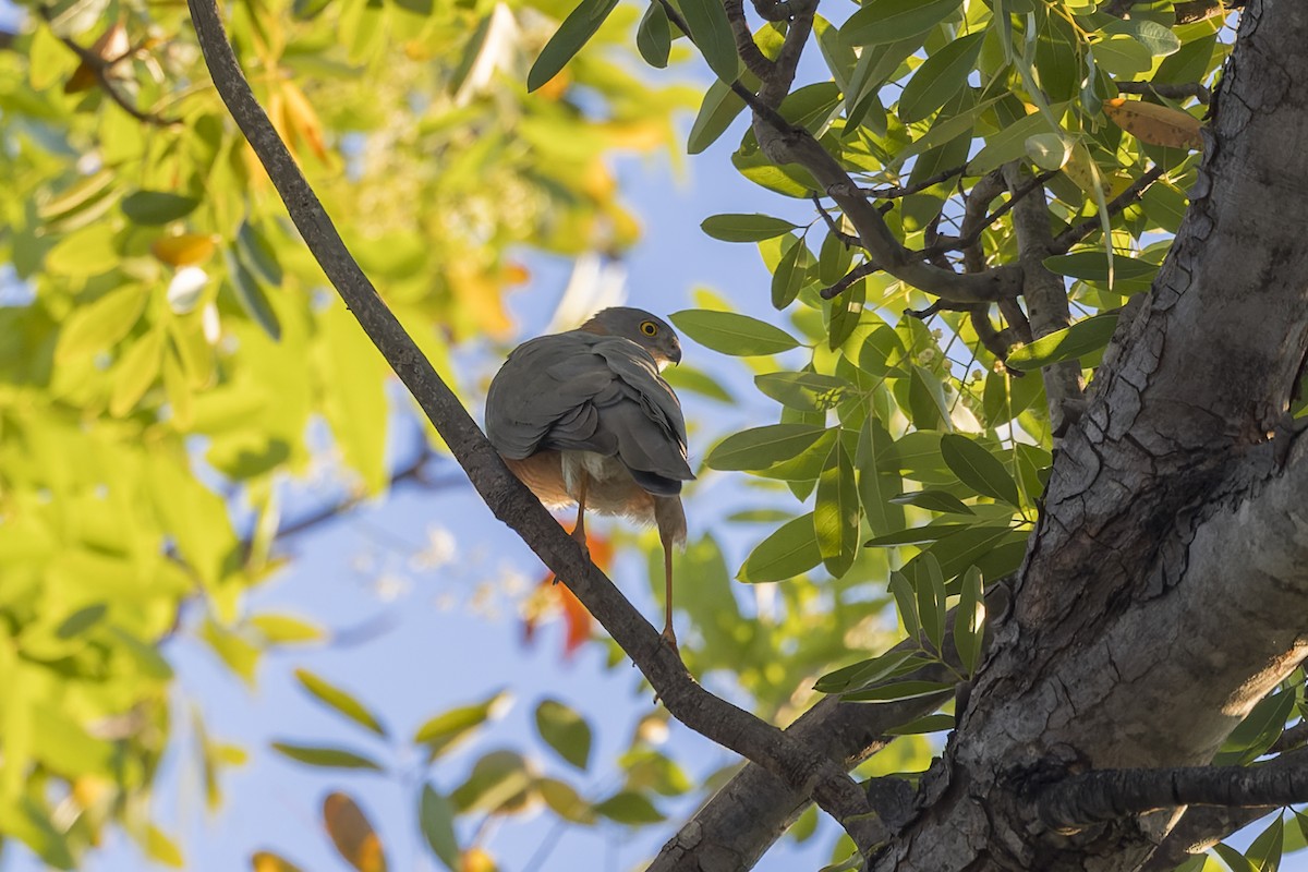 Collared Sparrowhawk - ML638705746