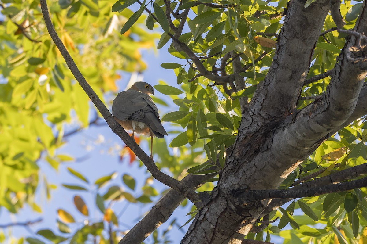 Collared Sparrowhawk - ML638705747