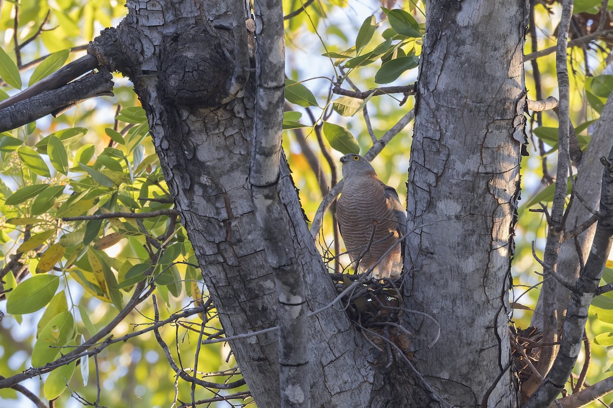 Collared Sparrowhawk - ML638705748