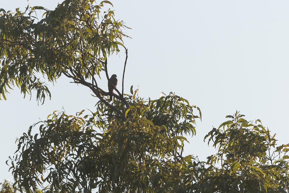 Collared Sparrowhawk - ML638705749