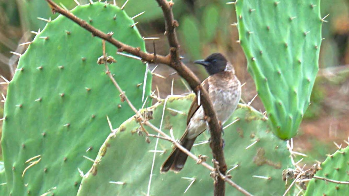 Common Bulbul (Somali) - ML638705784
