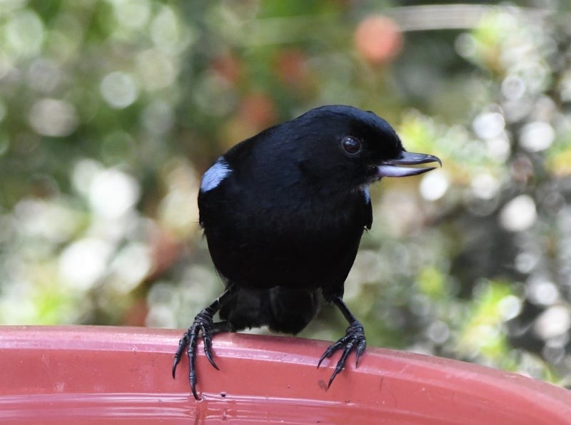 Glossy Flowerpiercer - ML638705786