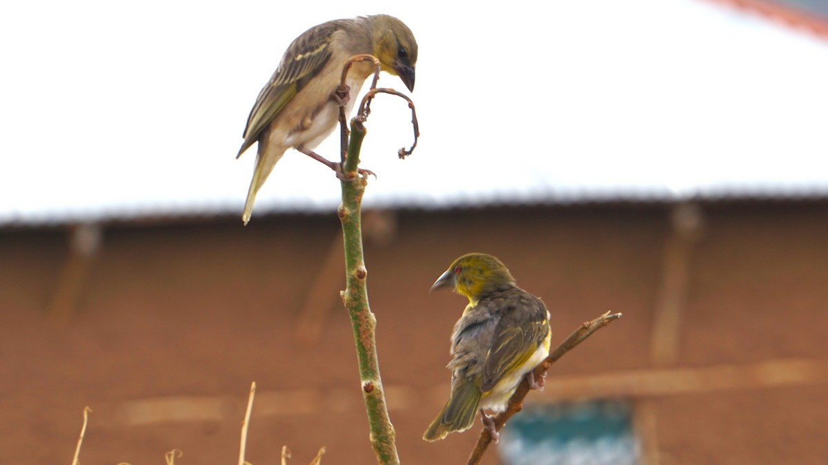 Village Weaver - ML638705796