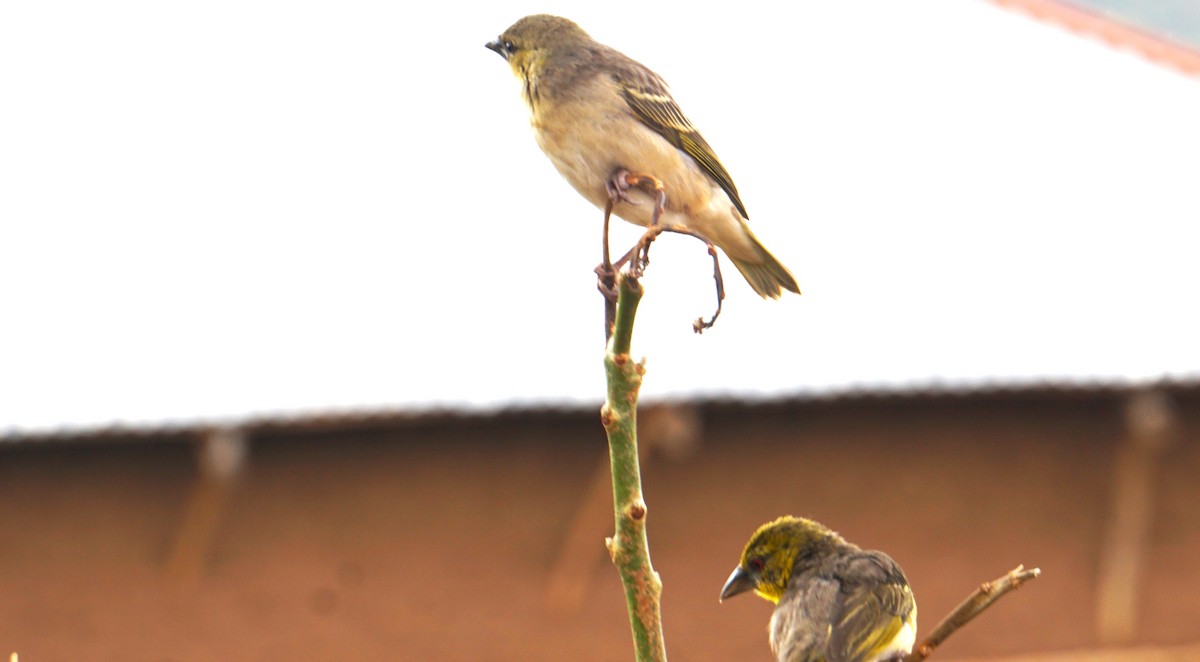Village Weaver - ML638705798