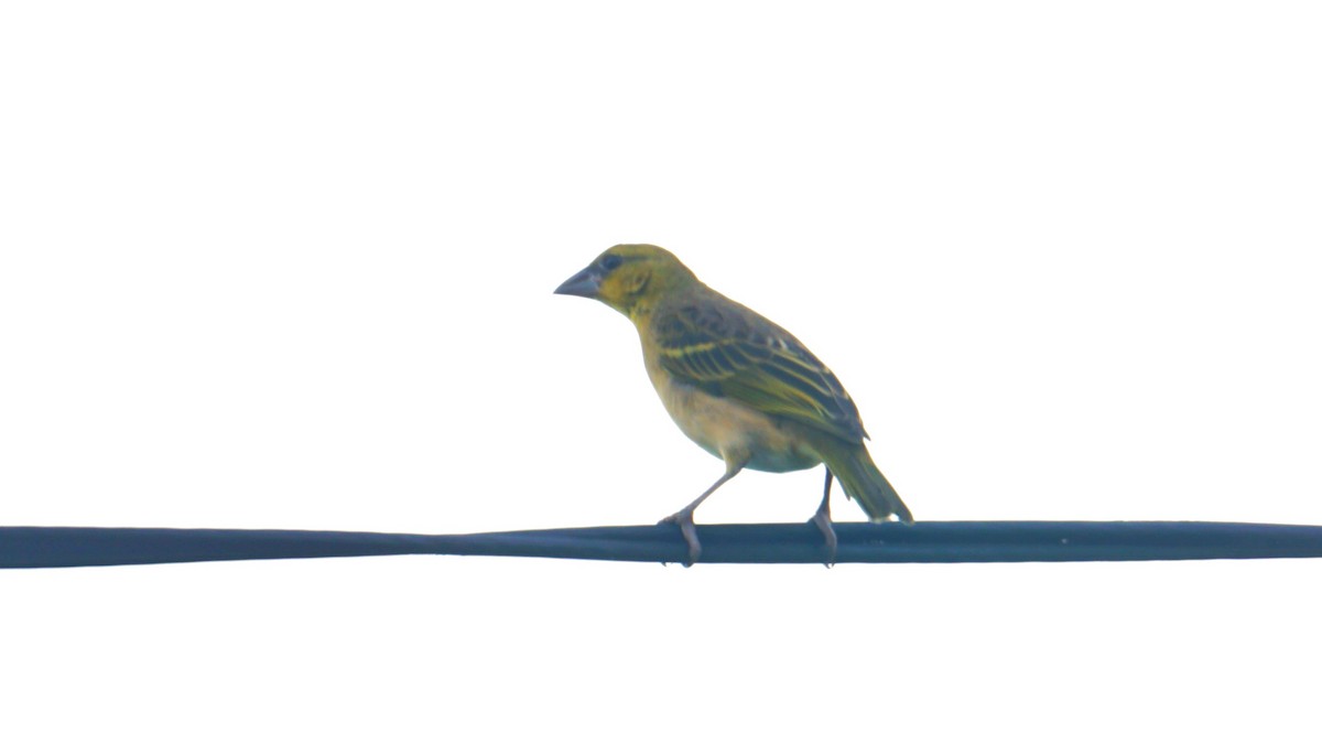 Village Weaver - ML638705804