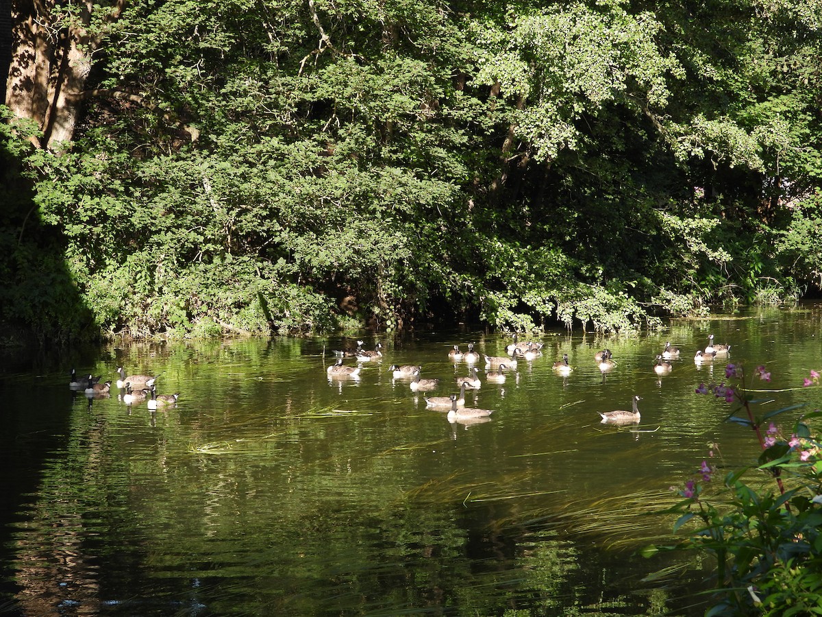 Canada Goose - ML638705817