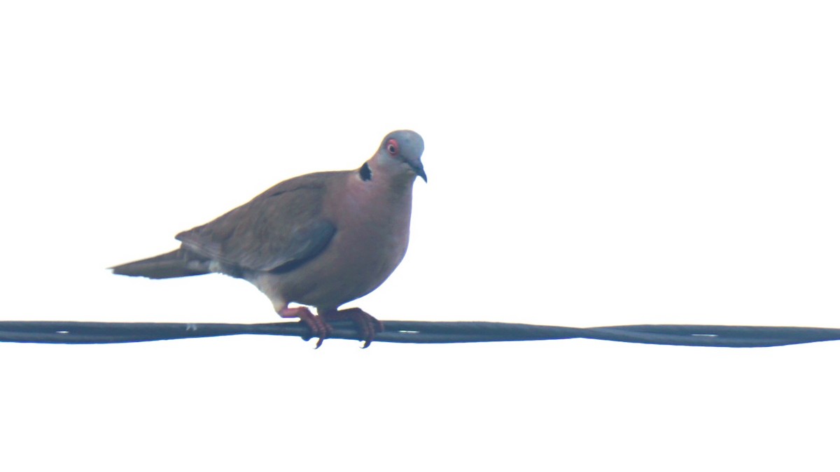 Mourning Collared-Dove - ML638705822