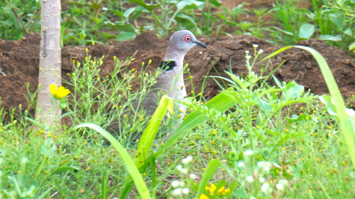 Mourning Collared-Dove - ML638705823