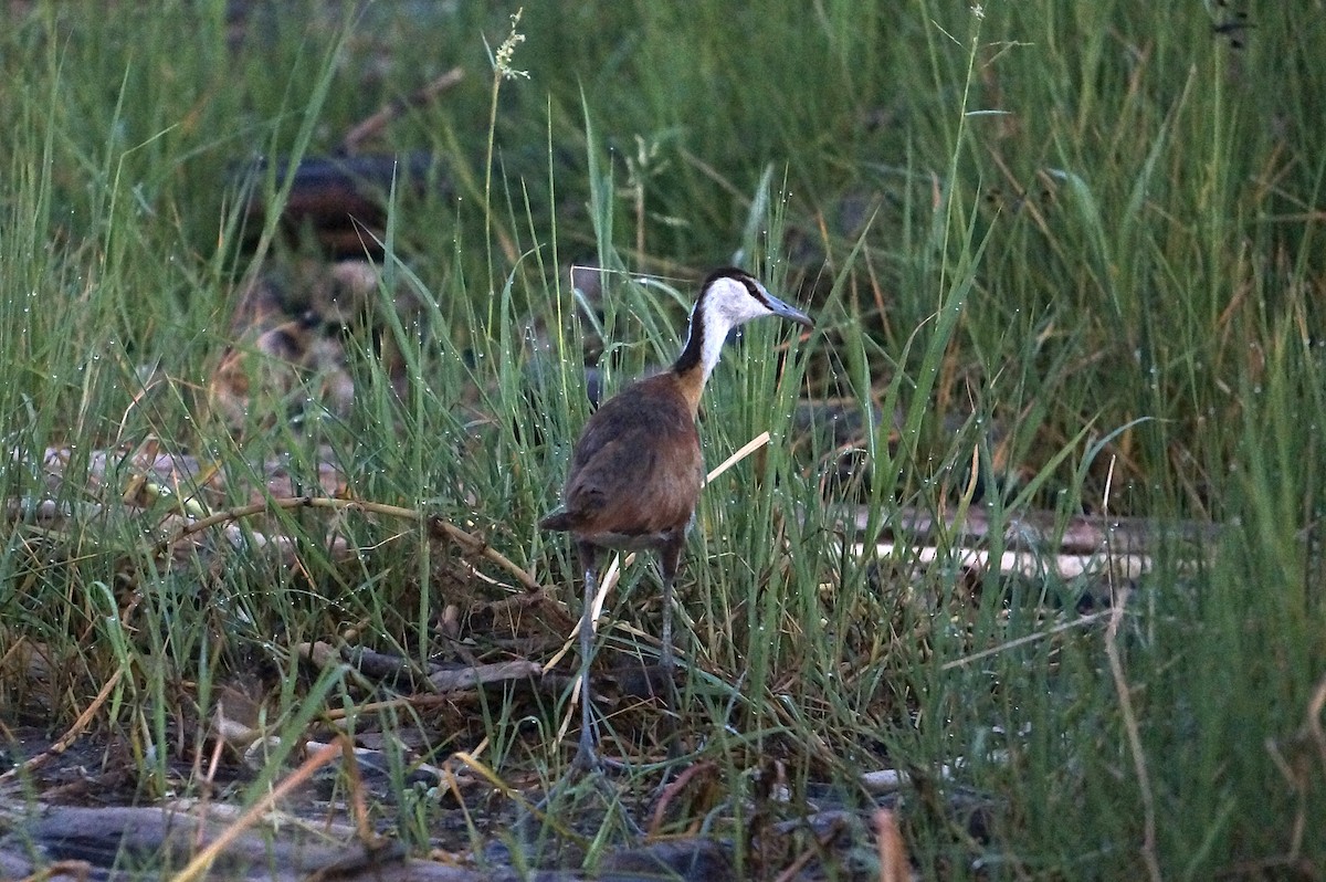 African Jacana - ML638705854