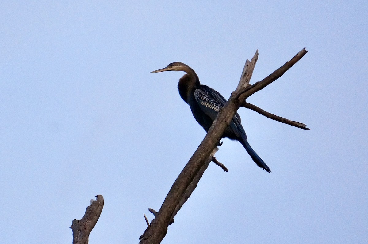African Darter - ML638705857