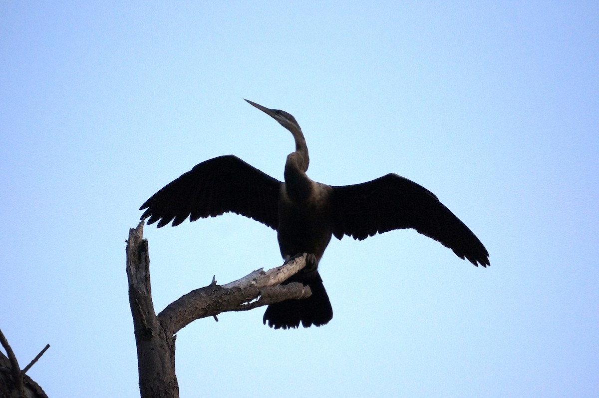 African Darter - ML638705858