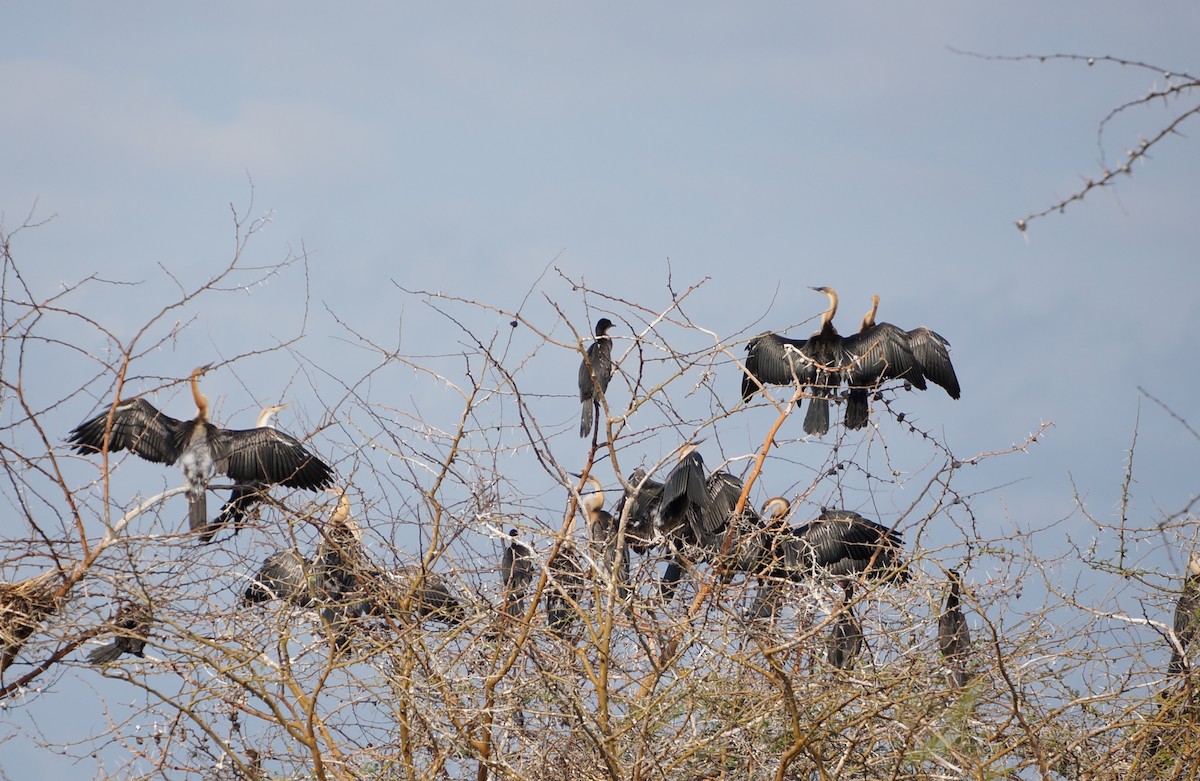 African Darter - ML638705859