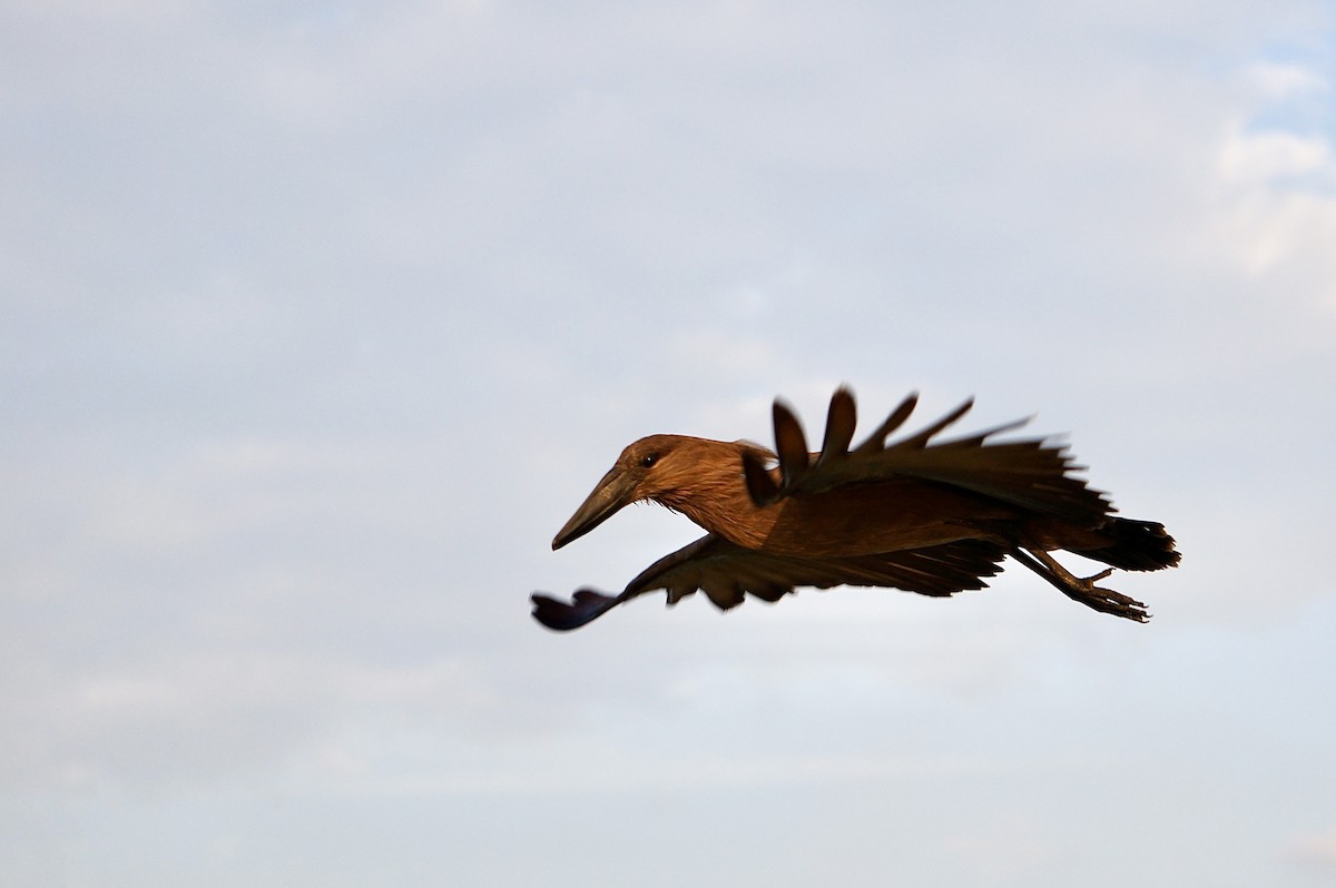 Hamerkop - ML638705875