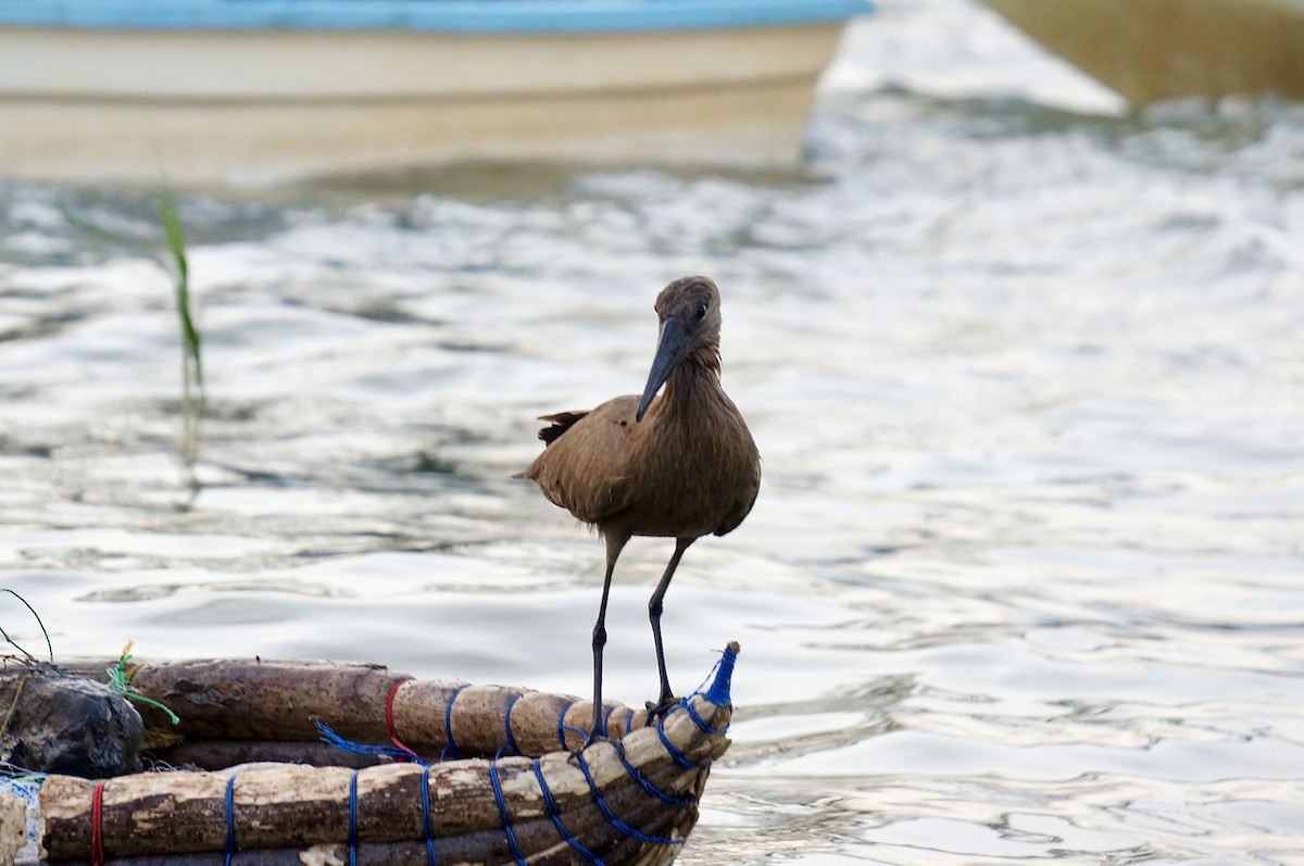 Hamerkop - ML638705876
