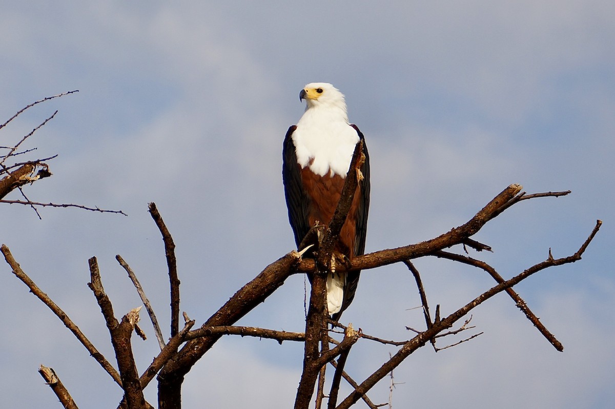 African Fish-Eagle - ML638705886